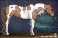 Horse Color:Buckskin Tobiano Appaloosa