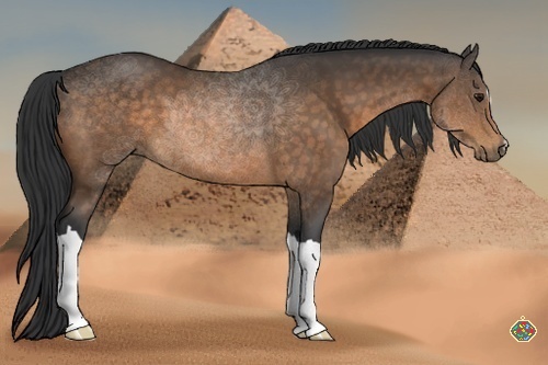 Horse Color:Buckskin 