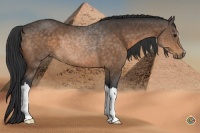 Horse Color:Buckskin 