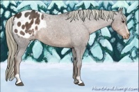 Horse Color:Liver Chestnut Sabino Appaloosa 