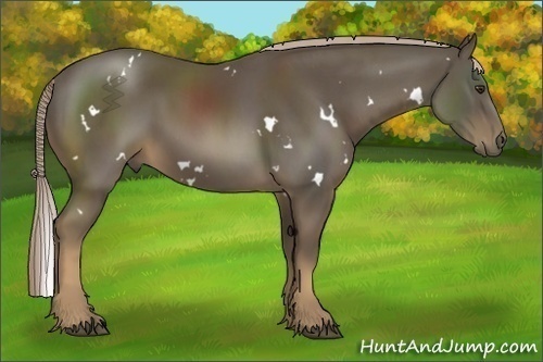 Horse Color:White Spotted Chocolate Palomino