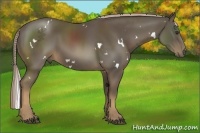 Horse Color:White Spotted Chocolate Palomino