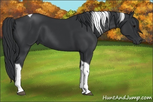 Horse Color:Black Tobiano