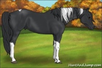 Horse Color:Black Tobiano 