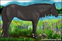 Horse Color:Liver Chestnut Frame 