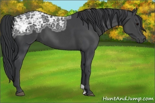 Horse Color:Black Ice 