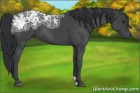 Horse Color:Black Ice 