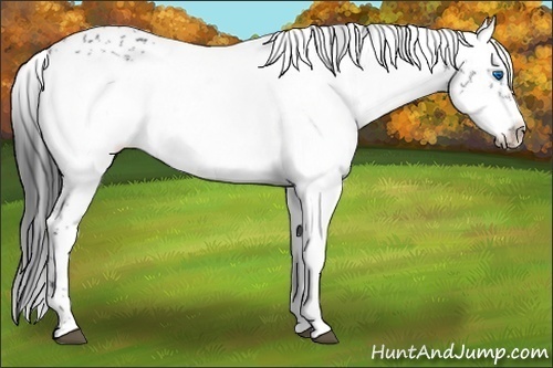 Horse Color:Black Frame 