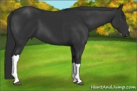 Horse Color:Liver Chestnut Frame 