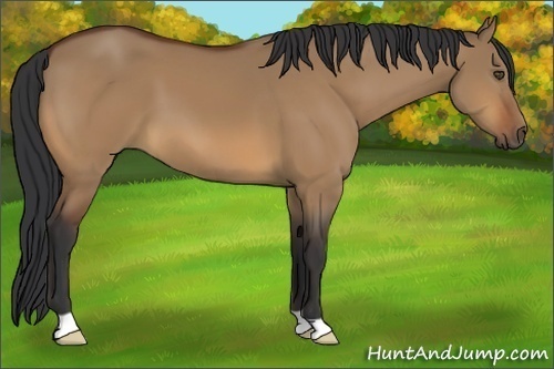 Horse Color:Bay Dun 