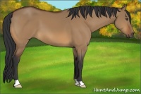 Horse Color:Bay Dun
