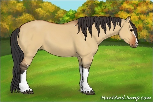 Horse Color:Bay Dun 