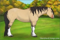 Horse Color:Bay Dun