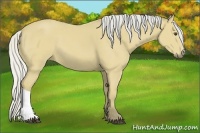 Horse Color:Silver Buckskin 