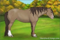 Horse Color:Classic Champagne Sabino 