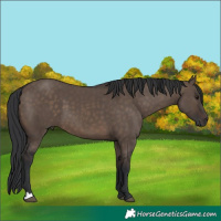 Horse Color:Brown Dun