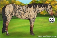 Horse Color:Black  and Bay Dun 