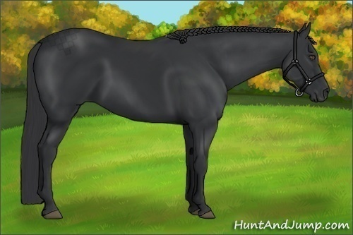 Horse Color:Black Frame 