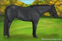Horse Color:Black Frame 