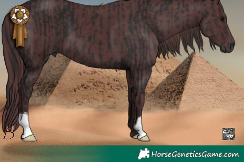 Horse Color:Gray Black  and Chocolate Black 