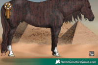 Horse Color:Gray Black and Chocolate Black