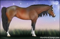 Horse Color:Bay Sabino 