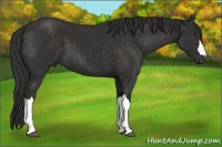 Horse Color:Liver Chestnut Frame 