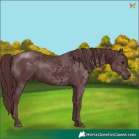 Horse Color:Chocolate Black Mushroom 