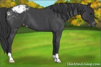 Horse Color:Blue Roan Appaloosa 