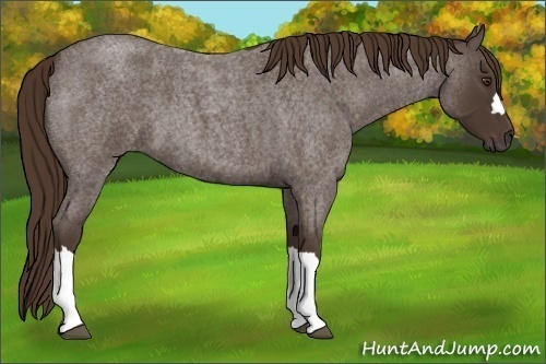 Horse Color:Liver Red Roan 