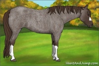 Horse Color:Liver Red Roan 