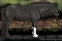 Horse Color:Liver Chestnut Frame 