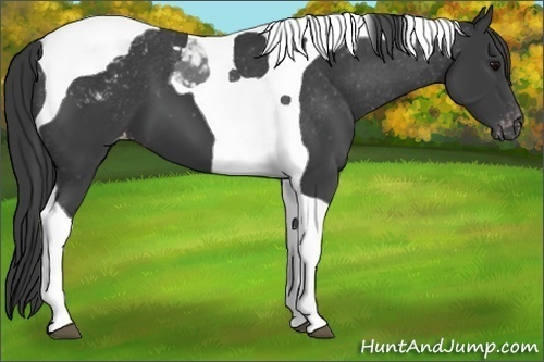 Horse Color:Black Tobiano Appaloosa 