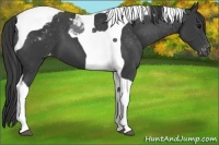 Horse Color:Black Tobiano Appaloosa 