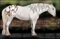 Horse Color:Chestnut Appaloosa