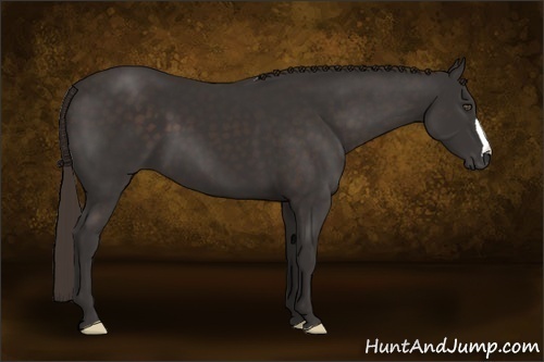 Horse Color:Liver Chestnut Frame 