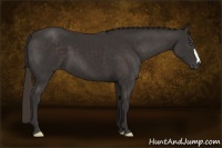 Horse Color:Liver Chestnut Frame 