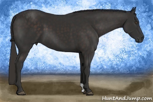 Horse Color:Liver Chestnut Frame 