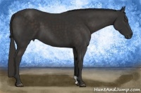 Horse Color:Liver Chestnut Frame 