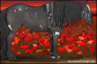 Horse Color:White Spotted Black