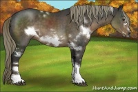 Horse Color:White Spotted Liver Chestnut Frame