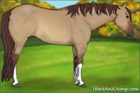 Horse Color:Chocolate Brown Dun