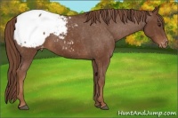Horse Color:Chestnut Sabino Snowcap 