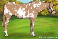 Horse Color:White Spotted Chestnut 
