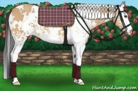 Horse Color:White Spotted Bay Dun 