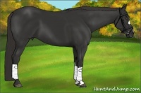Horse Color:Liver Chestnut Frame 
