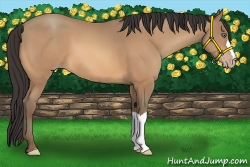 Horse Color:Amber Champagne 