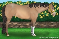 Horse Color:Amber Champagne