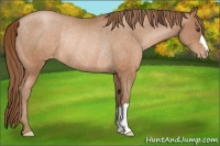 Horse Color:Brown Pearl Appaloosa Rabicano 