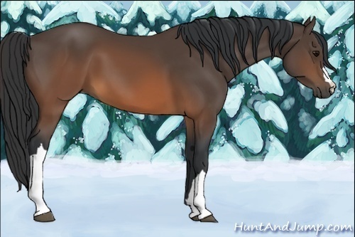Horse Color:Brown 